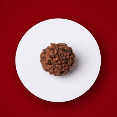 Gauri Shankar Rudraksha